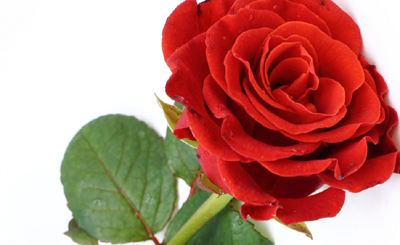 Una rosa para todas las mujeres en su día.