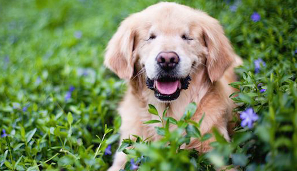 Smiley es un perro de terapia.Foto:  S. Morrison.