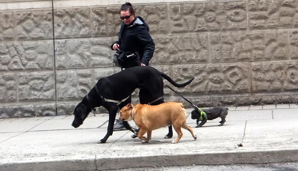 Una persona camina con sus mascotas. Foto: V. Aguilar.