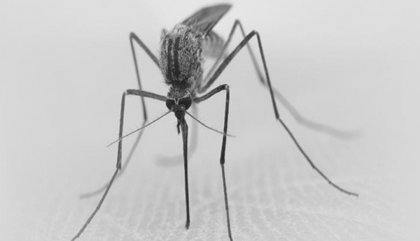 Mosquito Aedes aegypti es el causante de esparcir este virus.