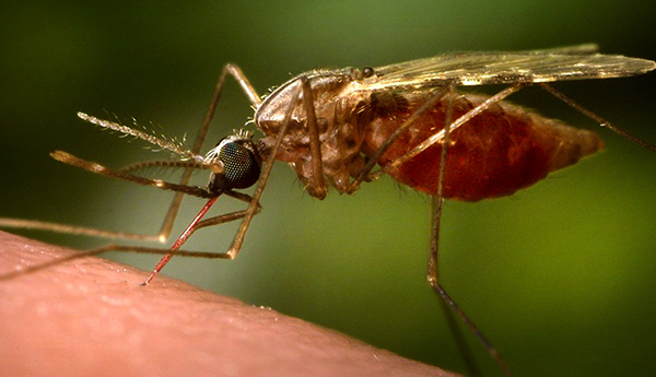 Expertos advierten sobre una intensa temporada de mosquitos en Ontario y Quebec